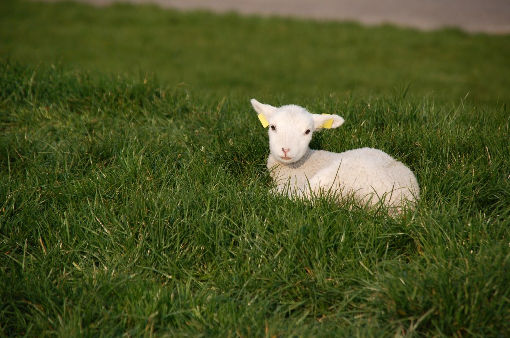 Thursday: The Peaceful&nbsp;Shepherd