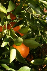 My grandparents had an orange tree out back of their house for decades. It was partially hidden by a fence but once I looked closer, the tree was easily identifiable by its fruit.