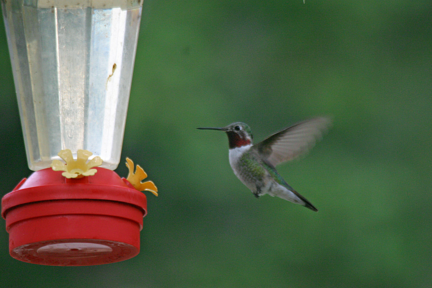 In Search of the Ideal, Part 4: Of Birds & Men&nbsp;(Creation)