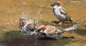 spin.splash.birds_.iStock_000005865023XSmall
