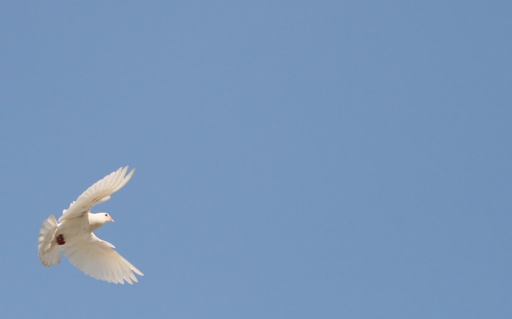 Fight, Flight or&nbsp;Faith?