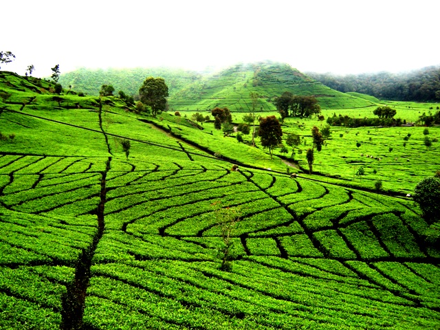 And God Said, Let There Be&nbsp;Tea!