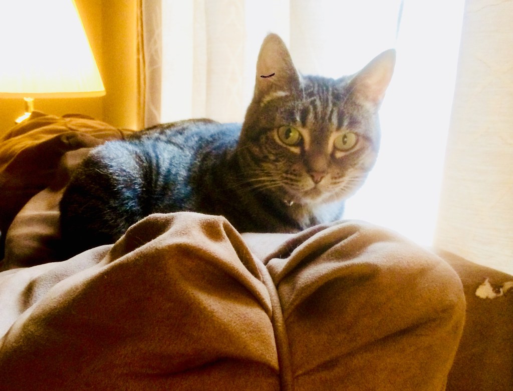 In Trust We Rest: A Faith Lesson From Our Cat